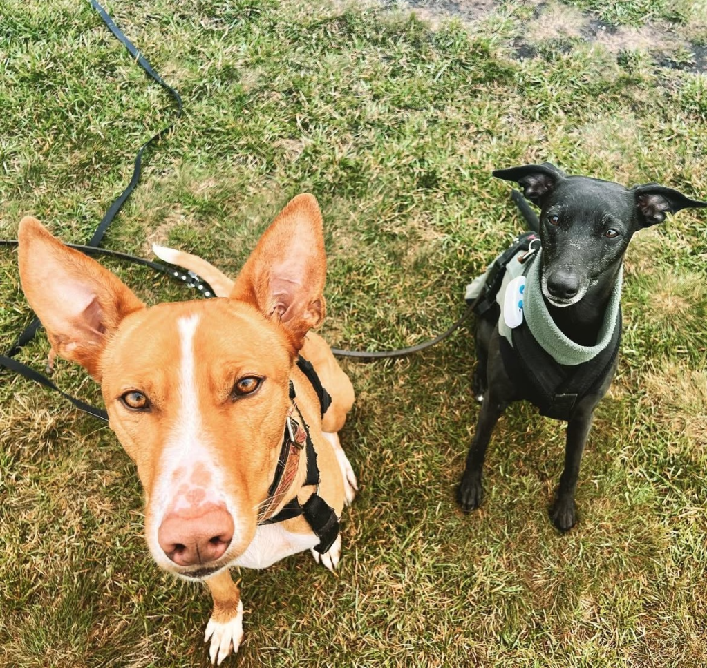 Vertraust du deinem&nbsp;Hund?