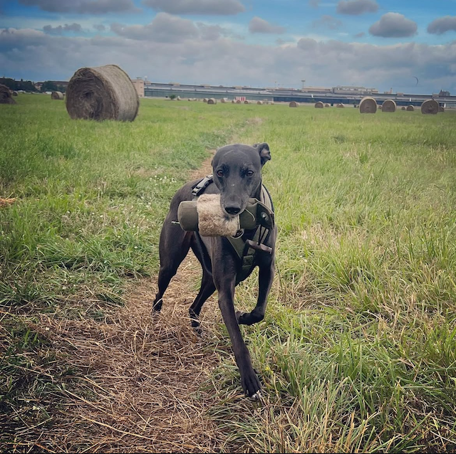 Von funktionierenden Hunden