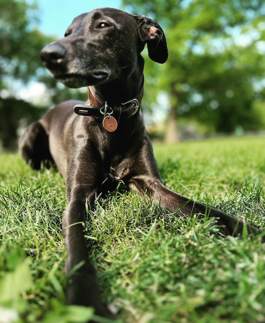 Emotionen in der Hundehaltung 