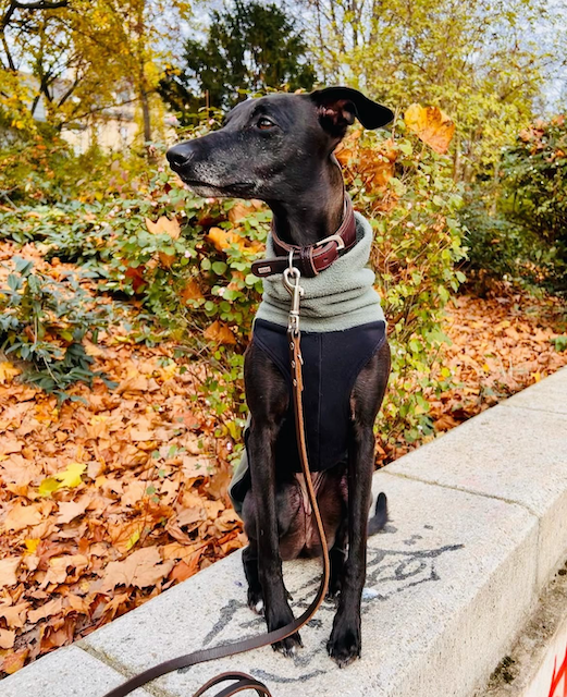 Gestiegene Tierarztkosten