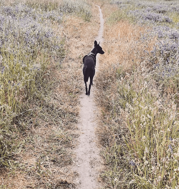 Über das Hund sein&nbsp;dürfen