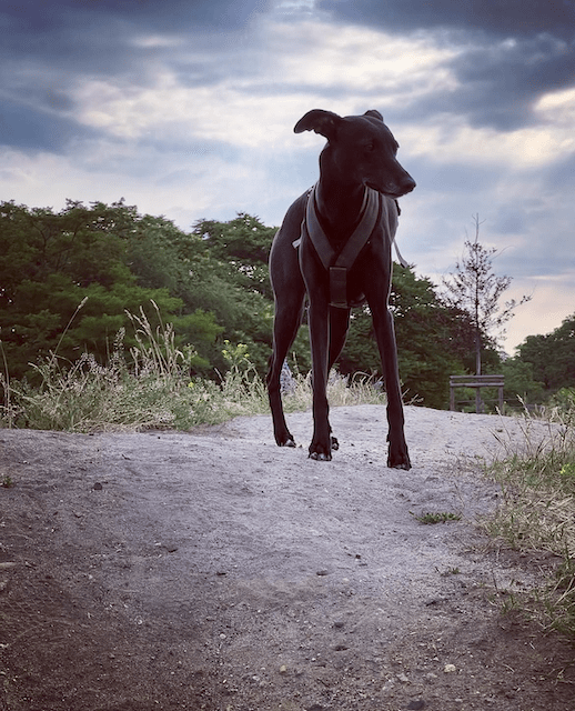 Ideologien im Hundetraining