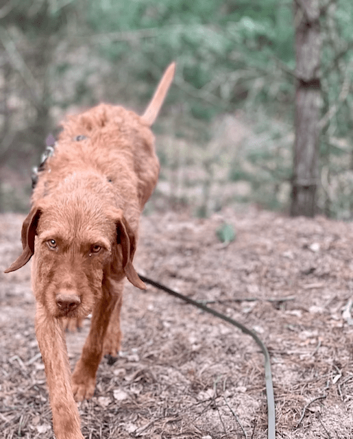 Hunde sind Konfliktvermeider – oder doch&nbsp;nicht?