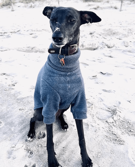 Windhunde und Freilauf
