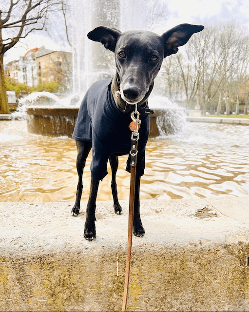 Windhunde – schwer&nbsp;erziehbar?