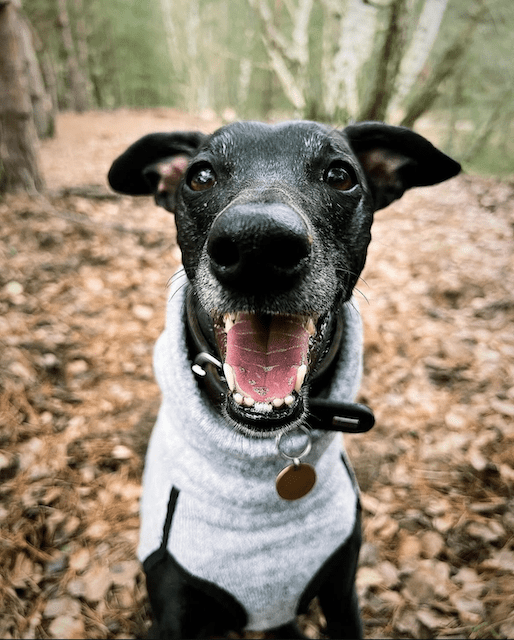 Windhunde nur unter&nbsp;sich?